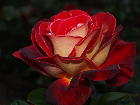roza rose teehybride yakimour p… flickr