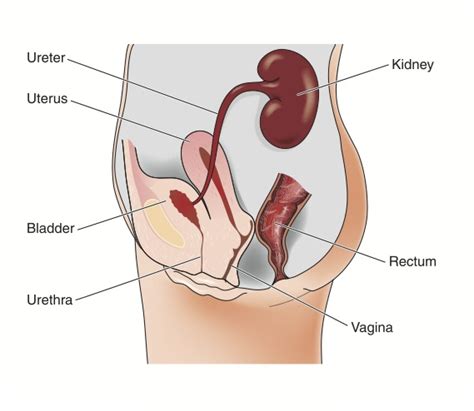 urinary tract infection during pregnancy