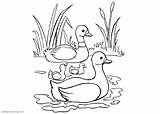 Pond Coloring Pages Ducks Cattails Printable Kids Color Sketch Template Bettercoloring sketch template
