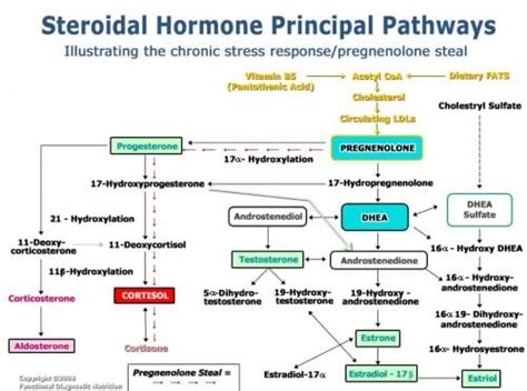 the endocrine journey steroidal hormones and their pathways metabolic
