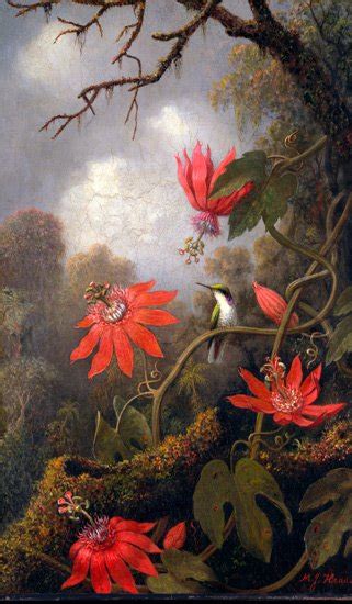 Hummingbird And Passionflowers Ca 1885 Canvas Art Print By Martin