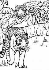 Tiger Coloring Pages Print Easy Tulamama sketch template