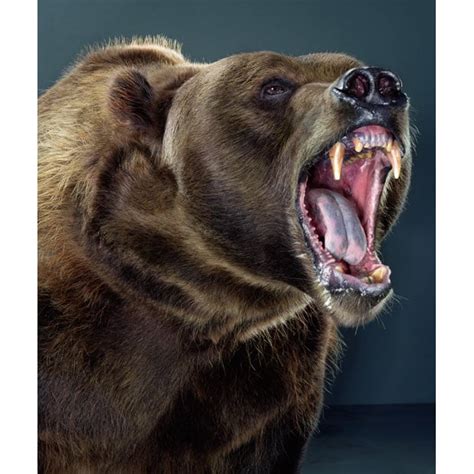 bear portraits by jill greenberg telegraph