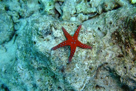 echinoderms red sea dive