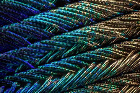 magnified peacock feathers   pure woven magic wired