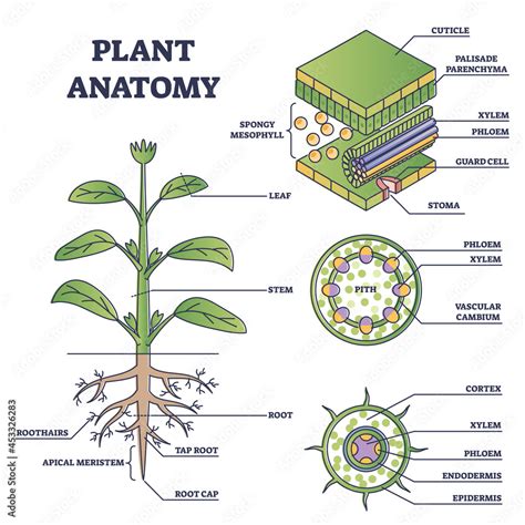 plant anatomy  structure  internal side view parts outline diagram educational labeled