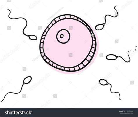 vector human ovum fertilization on white stock vector 272108948