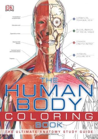 human body coloring book   dklondon issuu