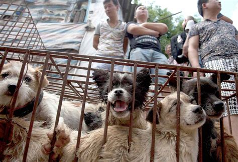 dog meat sales banned  chinas yulin dog meat festival peoplecom