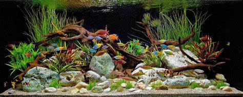 Download image Tropical Freshwater Aquarium Fish Tanks PC, Android
