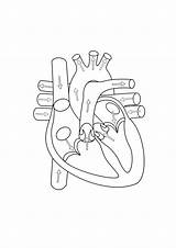 Heart Human Line Drawing Diagram Label Labels Getdrawings sketch template