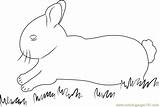 Rabbits Charming Coloringpages101 sketch template