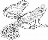 Frog Eggs Clipart Clipground sketch template