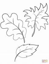 Coloring Pages Leaf Getdrawings sketch template