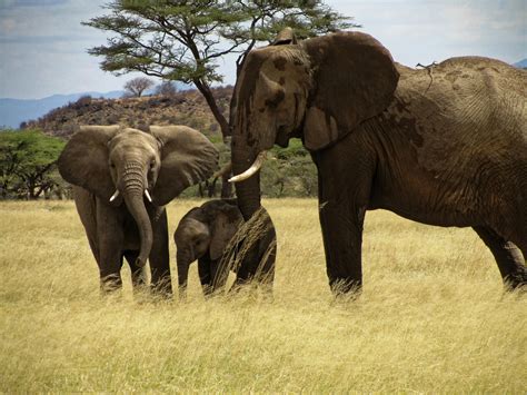 stock photo  elephant family