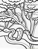 Coloring Pages Printable Forest Rainforest Color Jungle Kids 2b2 Snake Print Natural Size sketch template