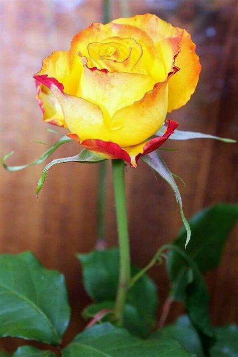 Pin By Bilal Shiekh On Roses Beautiful Flowers Rose