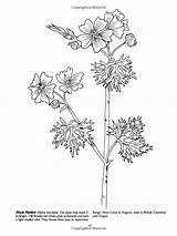 Wildflowers Dover sketch template