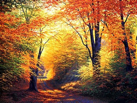 paysage arbres automne