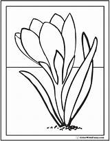 Spring Crocus Coloring Flowers Pages Early Flower Printable Color Colouring Sheet Getcolorings Colorwithfuzzy 59kb sketch template