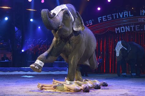 germany escaped circus elephant called baby kills  year  man