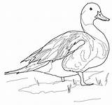 Northern Pintail Pato Colorir Adults sketch template