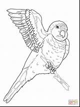 Coloring Parrot Amazon Quaker Designlooter Spectacular Macaw sketch template