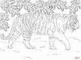 Tiger Coloring Siberian Pages Printable Tijger Supercoloring Tigers Drawing Colouring Adult Super Animals Tekening Wild Lion sketch template