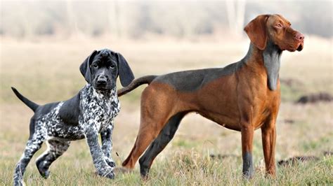 pointer dog breed hond te koop