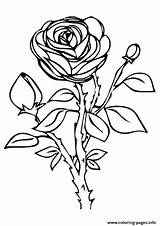 Rose Coloring Pages A4 Beautiful Printable Nature Kids Color Roses Flower Drawing Flowers Colouring Book Print Top Worksheets Cherokee Prints sketch template