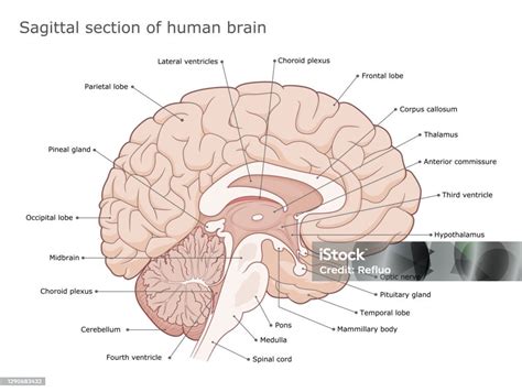 sagittal section   brain stock illustration  image