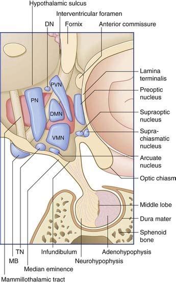 hypothalamus neupsy key