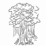 Tree Coloring Pages Redwood Banana Ones Little Top Cotton Elm sketch template