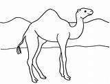 Camel Coloring Drawing Line Drawings Paintingvalley Samanthasbell sketch template