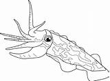 Cuttlefish Colorear Coloring Ausmalbild Riesenkalmar Disegni Dibujos Colorare Sepias Molluschi Kalmar Seppia Calamares Sepia обитатели Printmania Koloss Bambini Tintenfisch Shellfish sketch template