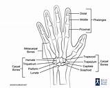 Bones Hand Diagram Anatomy Structure Knowyourbody sketch template