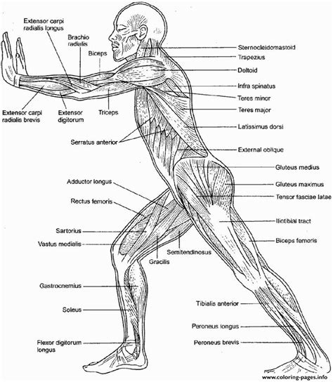 muscular system anatomy coloring page printable