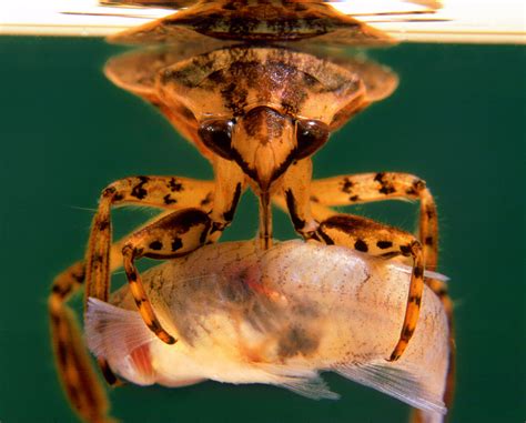 giant water bugs  fierce  fearless predators earthcom