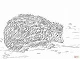 Hedgehog Pages Realistic Coloring Template sketch template