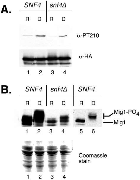regulation  snf kinase journal  biological chemistry