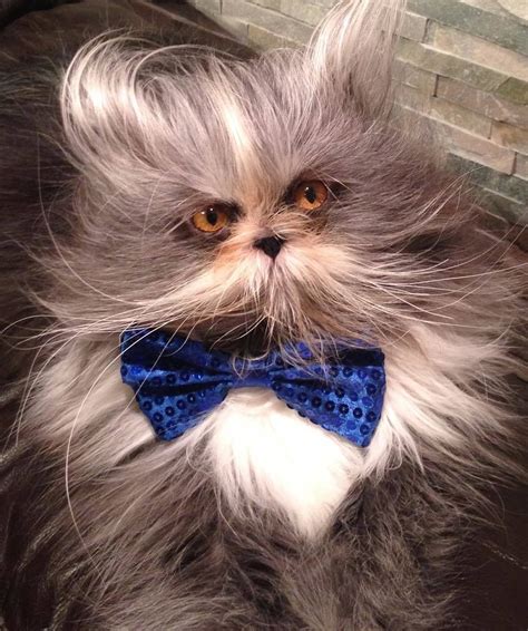 this cat is having a crazier hair day than you and he s scarily