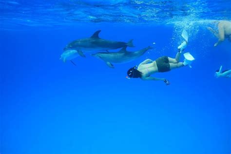schwimmen mit delfinen dominikanische republik