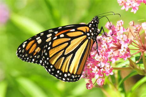farewell  kings  ideas   vanishing monarch butterflies ars technica