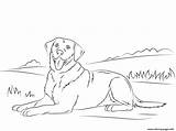 Coloring Cute Dog Labrador Pages Retriever Printable Print sketch template