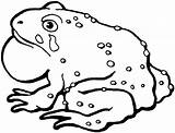 Toad Coloring Pages Clipart Drawing Cane Kids Printable American sketch template