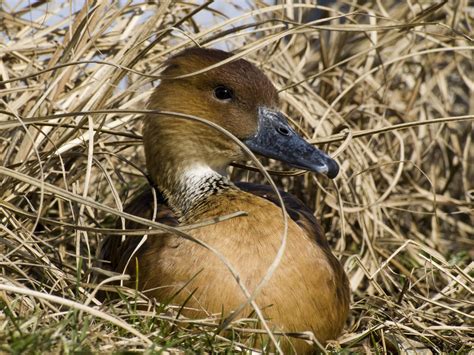 nesting duck  photo  freeimages