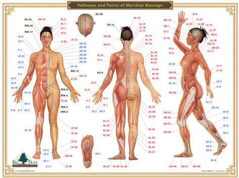 acupressure chart pathways and points of meridian massage