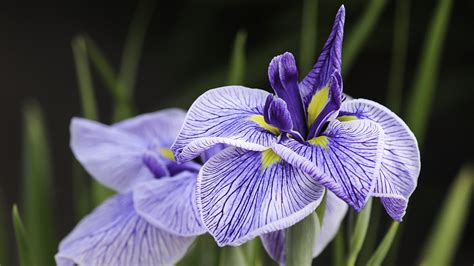 myth  frances national flower lily  iris cgtn