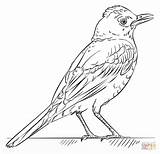 Coloring Robin Bird Drawing Red Draw Pages Step Printable Tutorials Supercoloring Trinidad Robins Colouring Kids Drawings Beginners Looking Cocorico Birds sketch template