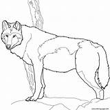 Wolf Coloring Pages Timber Gray Printable Canadian Realistic Print Color Drawing Book Instructive Getcolorings Colorings Getdrawings Paper Games Categories Info sketch template